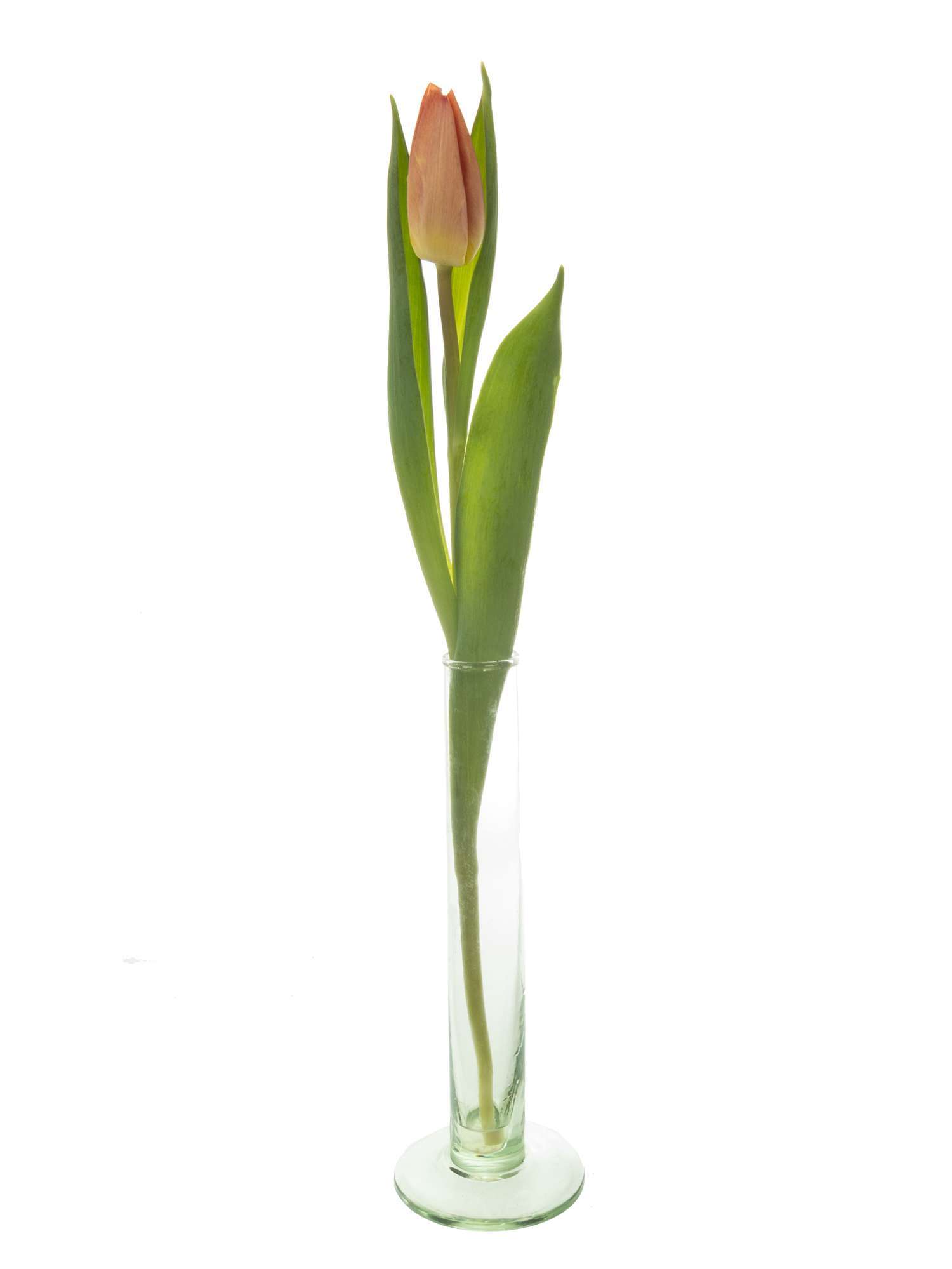 blumigo-tulpen-salmon-prince-lachs-schnittblumen-frisch image 3
