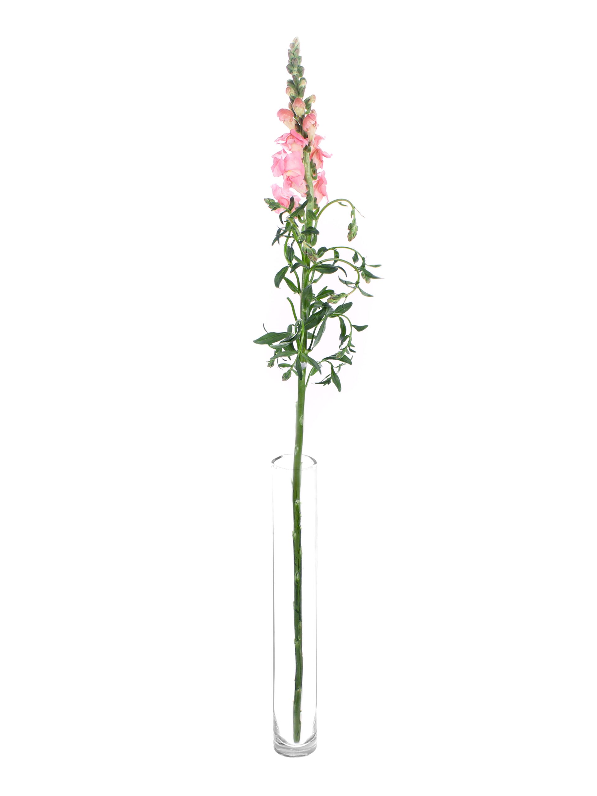 blumigo-l-wenm-ulchen-maryland-schnittblume-rosa image 3