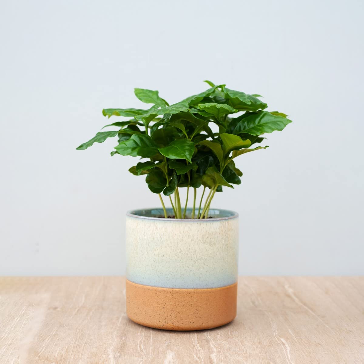 plnts-rareplnts-coffea-arabica-zimmerpflanze-25-cm-12-cm-topf image 7
