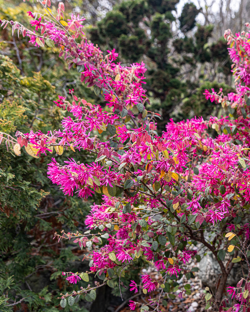 feey-amsterdam-loropetalum-riemenbl-te-strauch-winterhart image 2