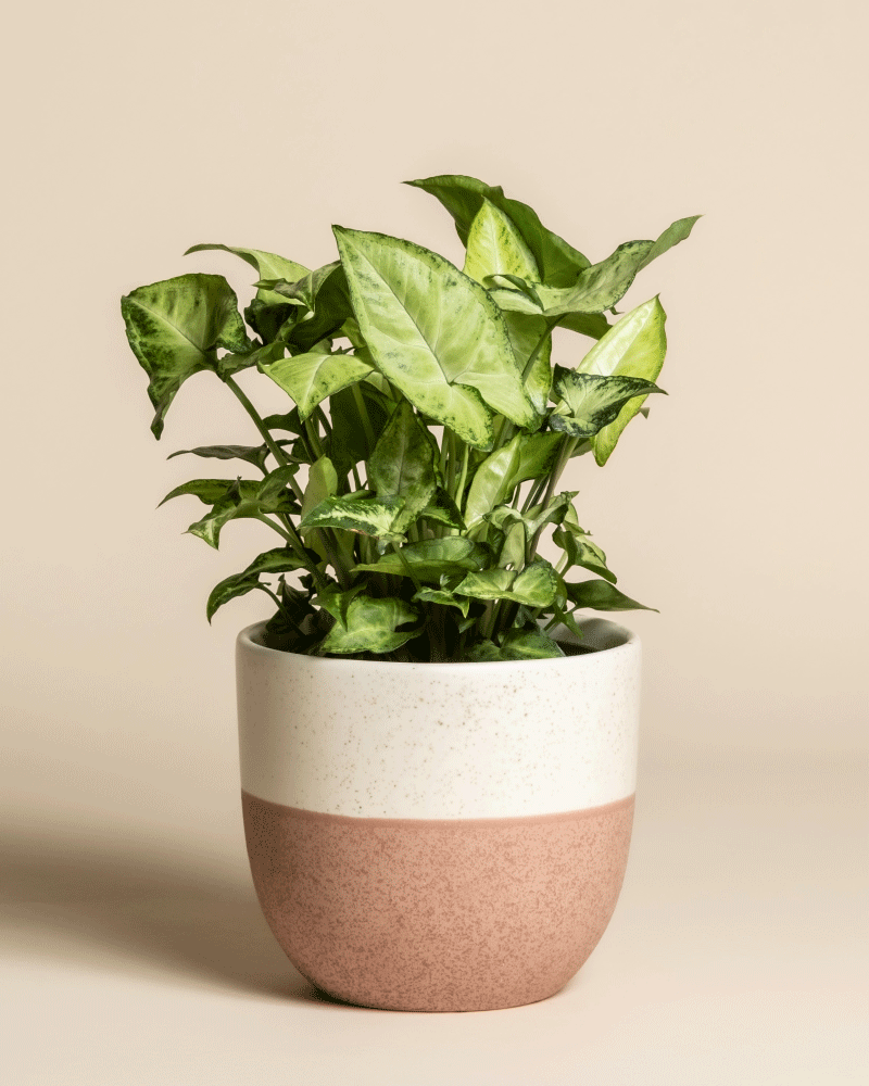 feey-variado-syngonium-pixie-zimmerpflanze-ohne-topf image 5