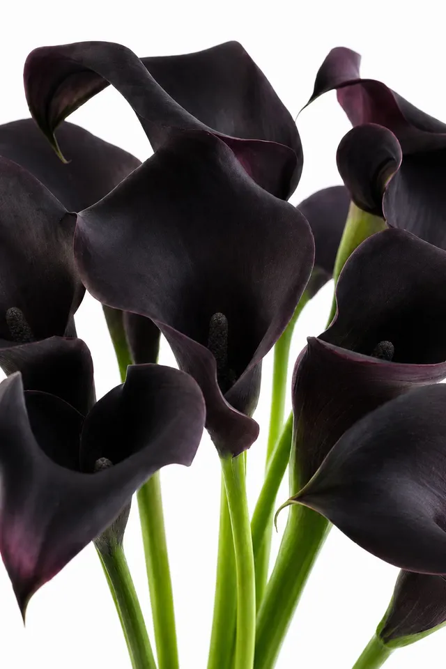 blumigo-calla-escape-schnittblume-schwarz image 1