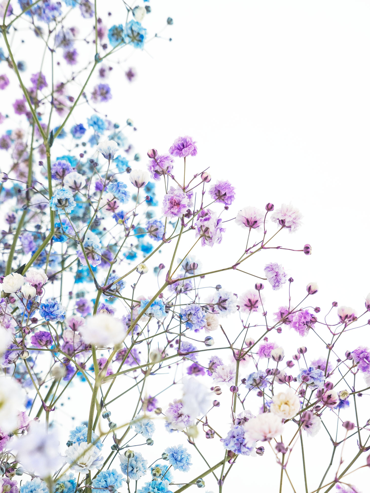 blumigo-schleierkraut-disco-detroit-violett-blau-schnittblume image 6
