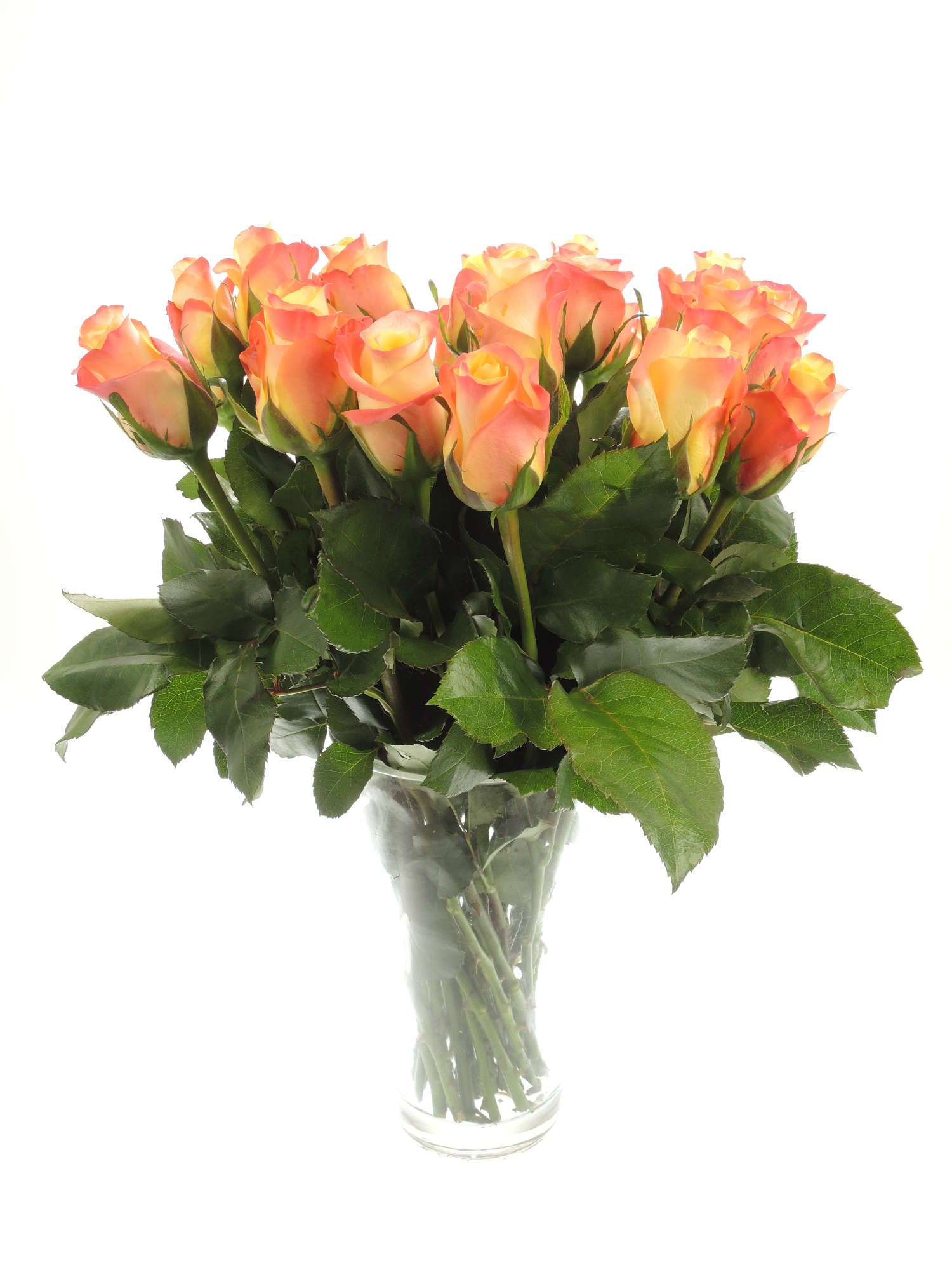blumigo-rosen-florida-rose-orange-gelb-einzelstiel-frisch image 2