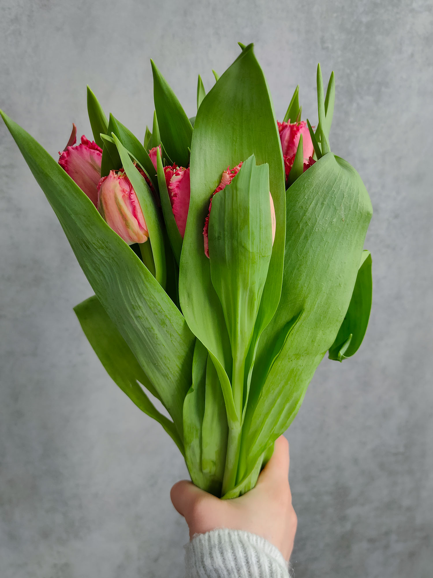 blumigo-tulpen-la-mour-tulpe-pink-gefranst-frisch image 5