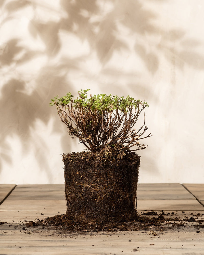 feey-amsterdam-rosa-fingerstrauch-bl-hstrauch-winterhart image 3