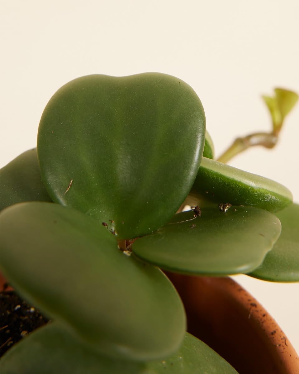 plnts-babyplnts-peperomia-hope-zwergpfeffer-6-cm-topf-15-cm-hoch image 3