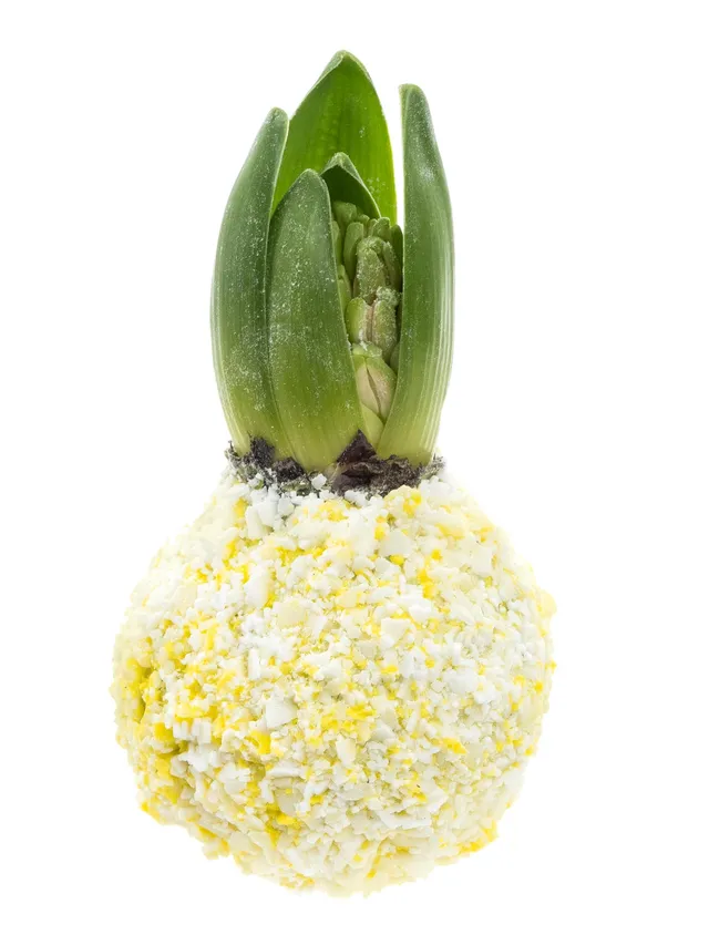 blumigo-fr-hlingsknollen-gewachste-hyazinthe-gelb-wei image 1