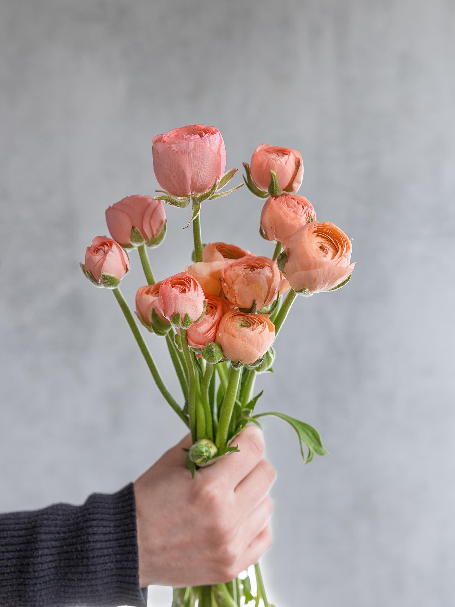 blumigo-ranunkeln-azur-salmon-schnittblumen-lachs image 4
