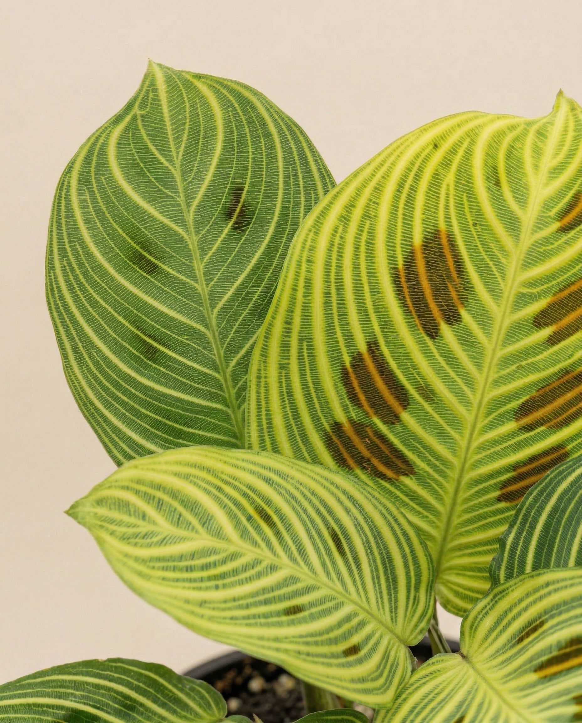 feey-maranta-light-veins-zimmerpflanze-ohne-topf-selten image 2