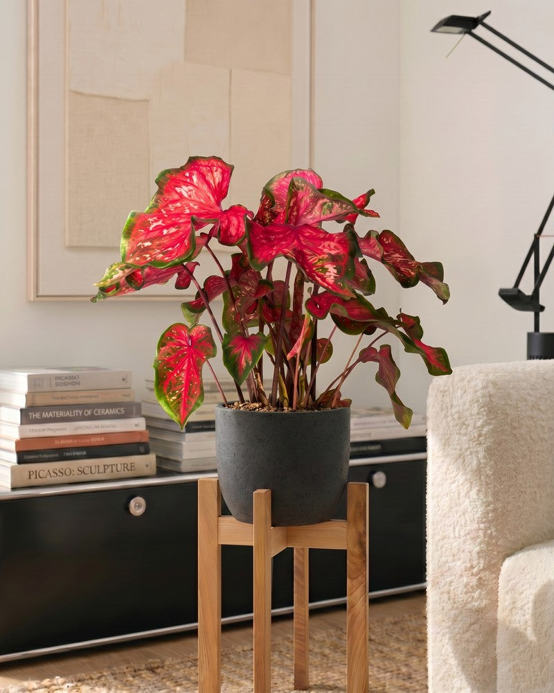 feey-variado-caladium-pink-panther-zimmerpflanze-bunte-bl-tter image 2