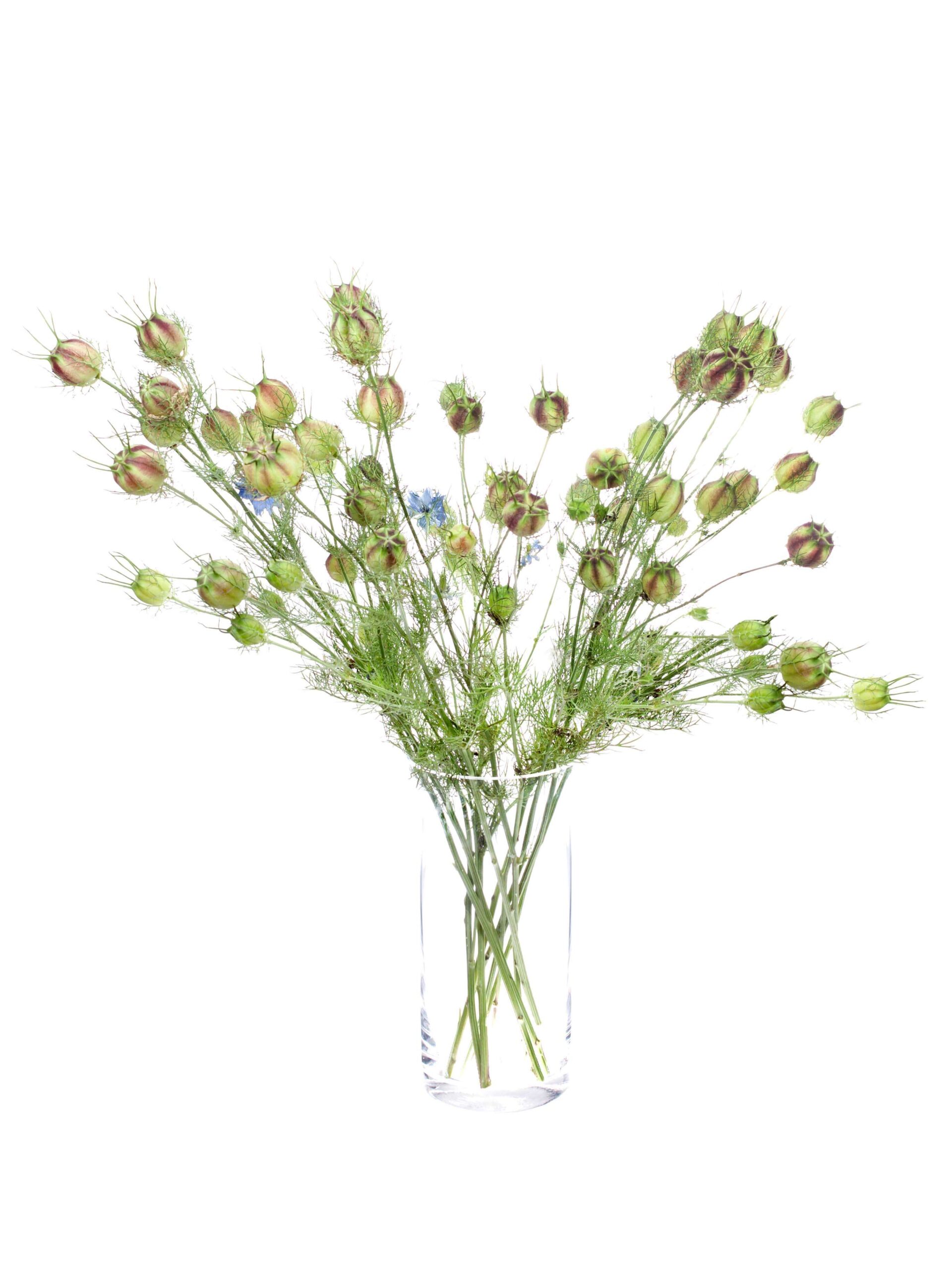 blumigo-bindegr-n-nigella-saatkapseln-gr-n-rot image 2