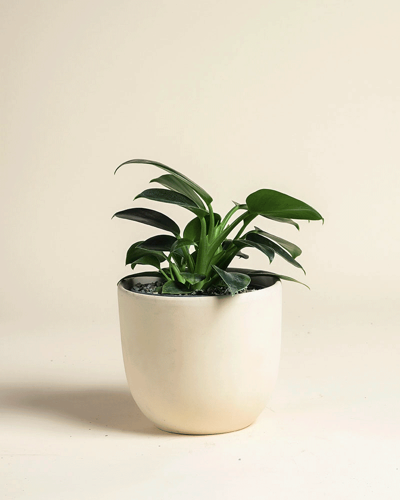 feey-philodendron-imperial-green-zimmerpflanze-ohne-bertopf image 6