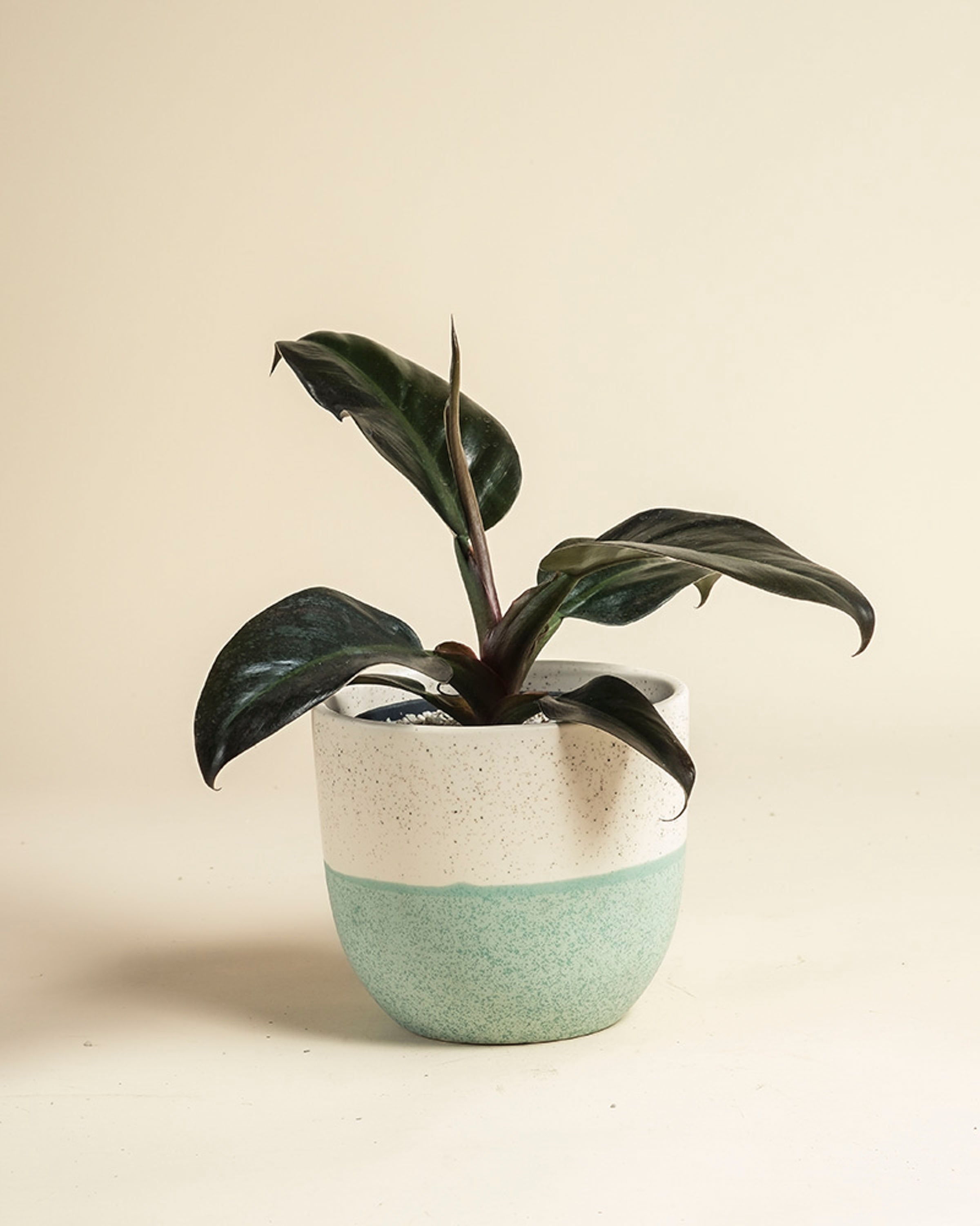 feey-variado-philodendron-imperial-red-zimmerpflanze-ohne-topf image 7