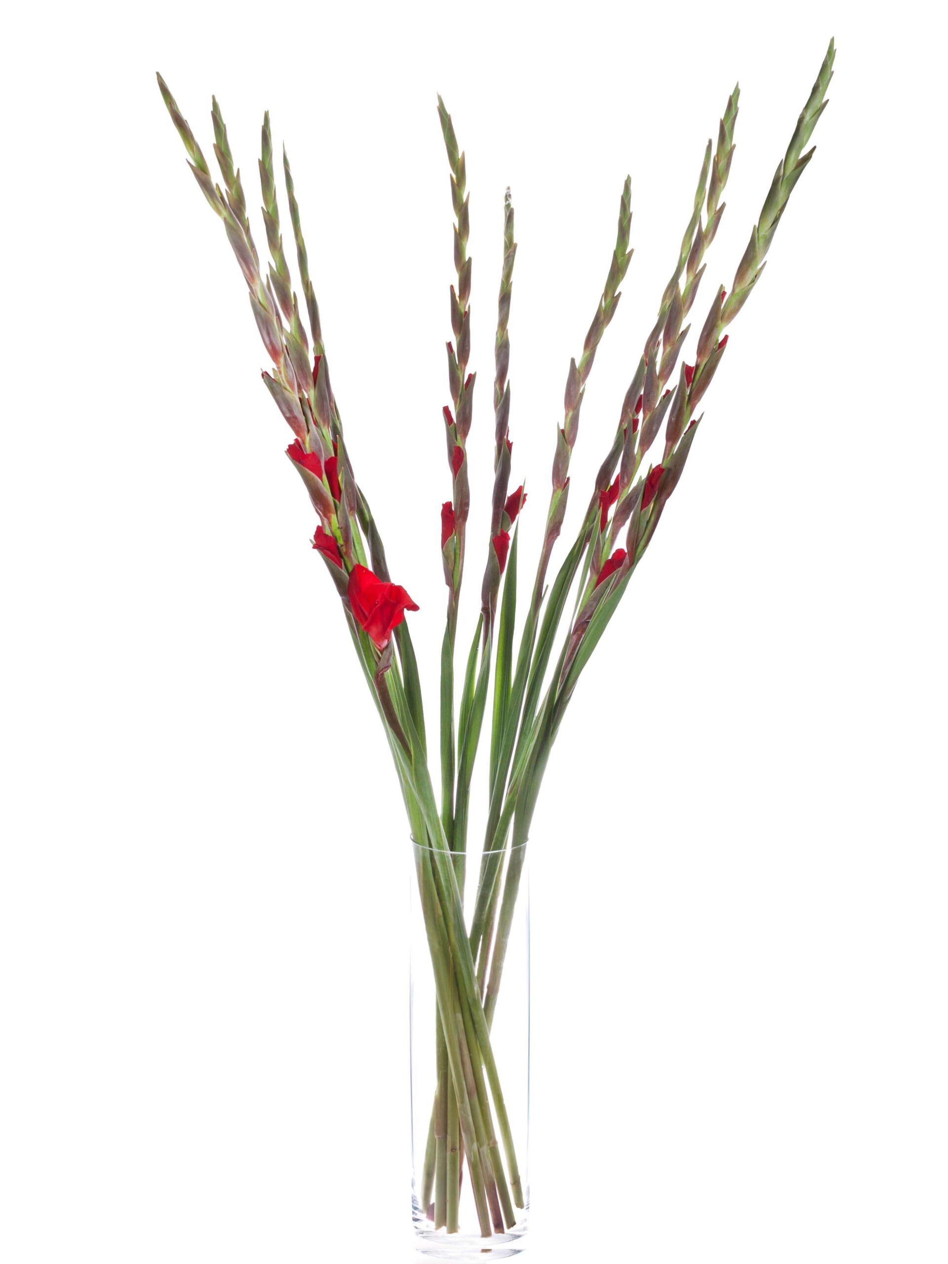 blumigo-red-balance-gladiolen-rot-schnittblumen image 3