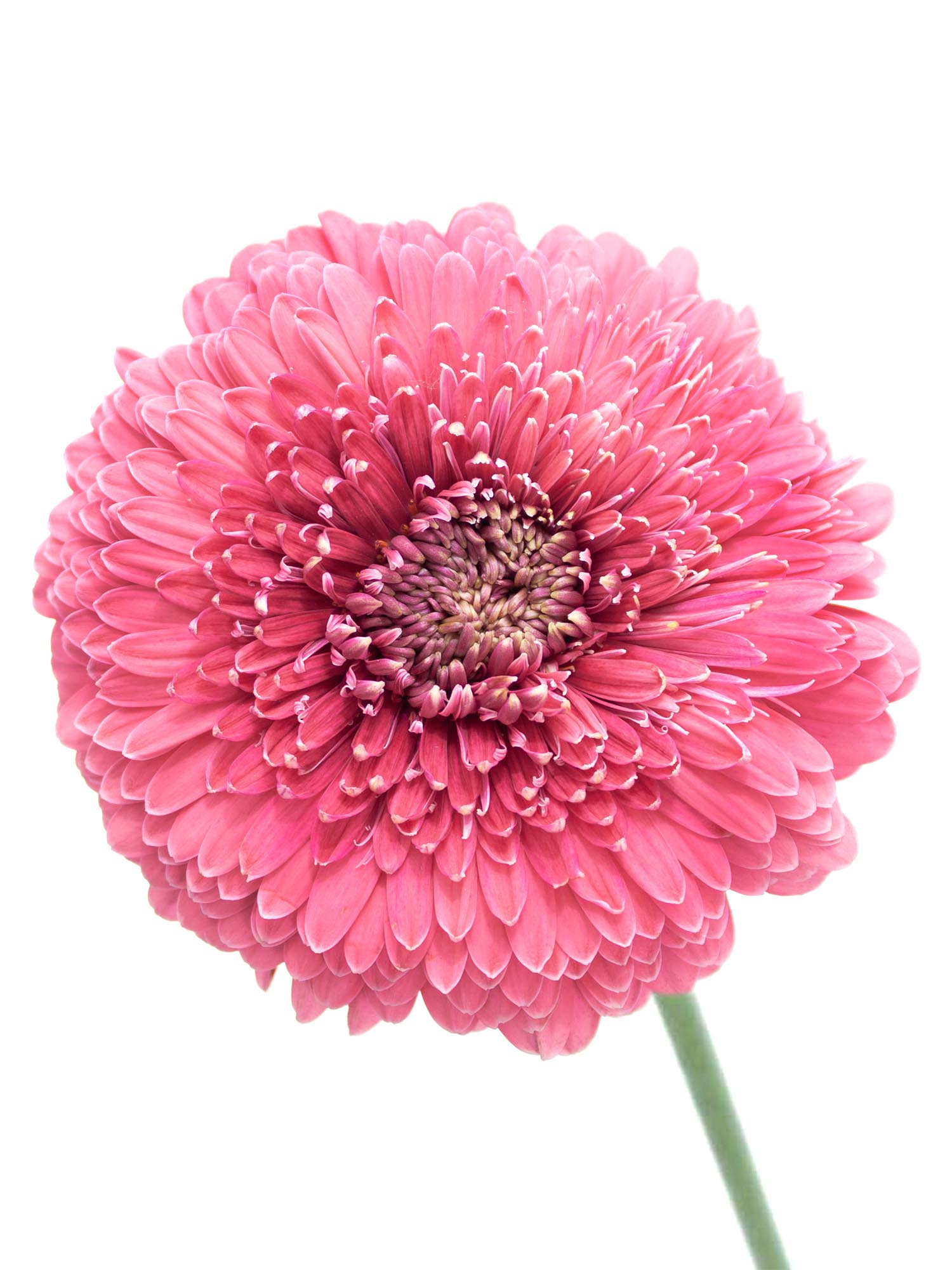 blumigo-yarayara-gerbera-pomponi-pink-schnittblume image 1