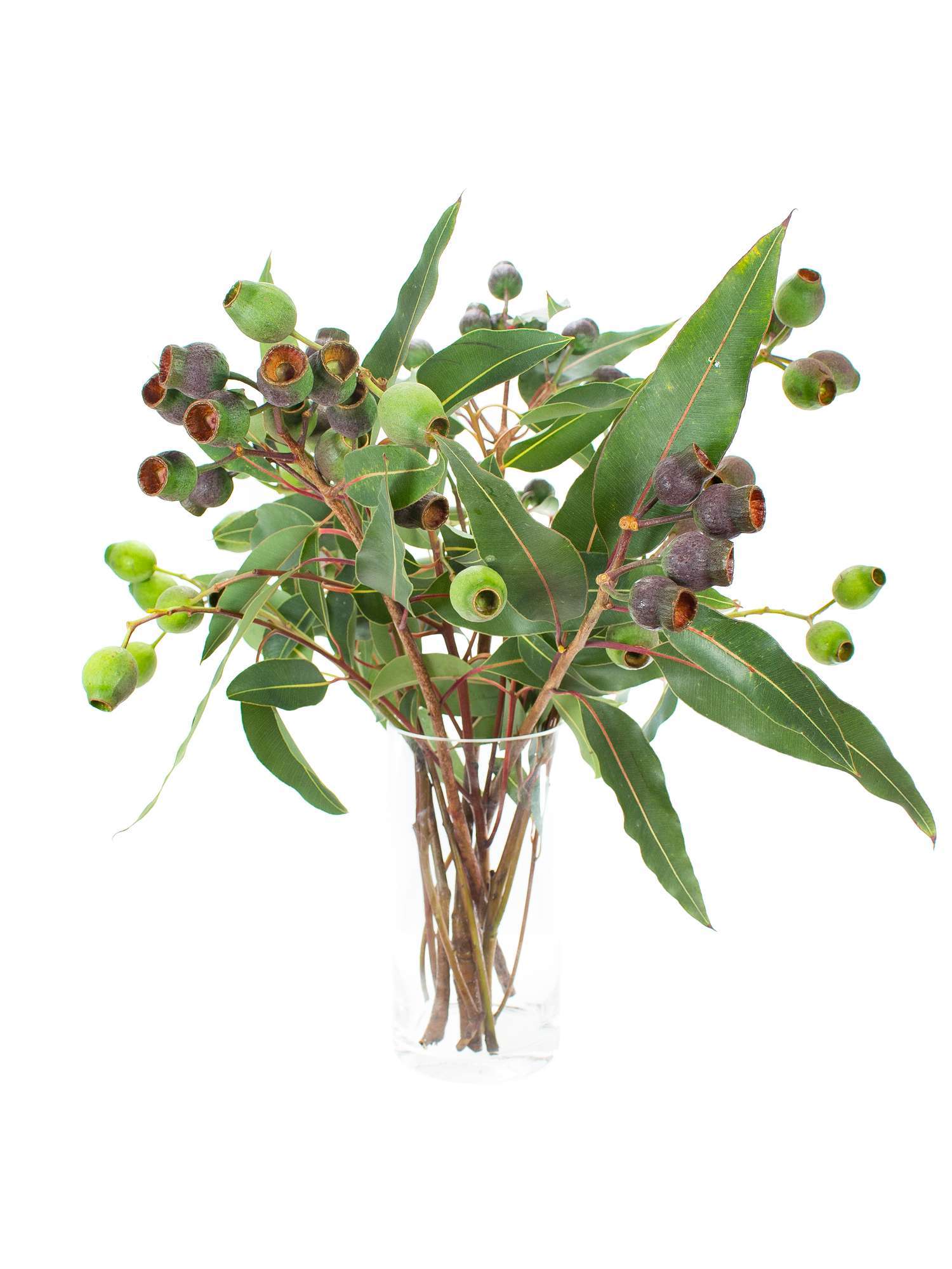 blumigo-eukalyptus-eukalyptusbeeren-robusta-gr-n-braun image 2