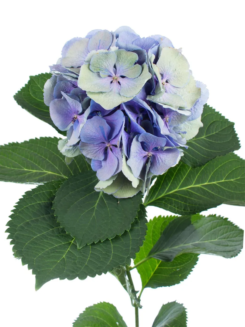 blumigo-hortensien-hortensie-magical-elbtal-blau-gr-n image 1