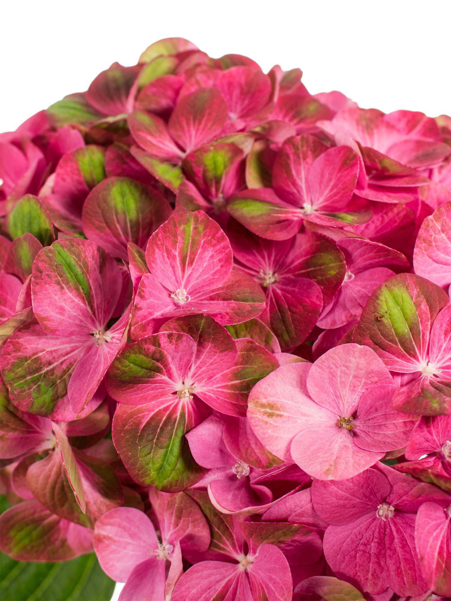 blumigo-hortensien-greenfire-hortensie-pink-gr-n image 3