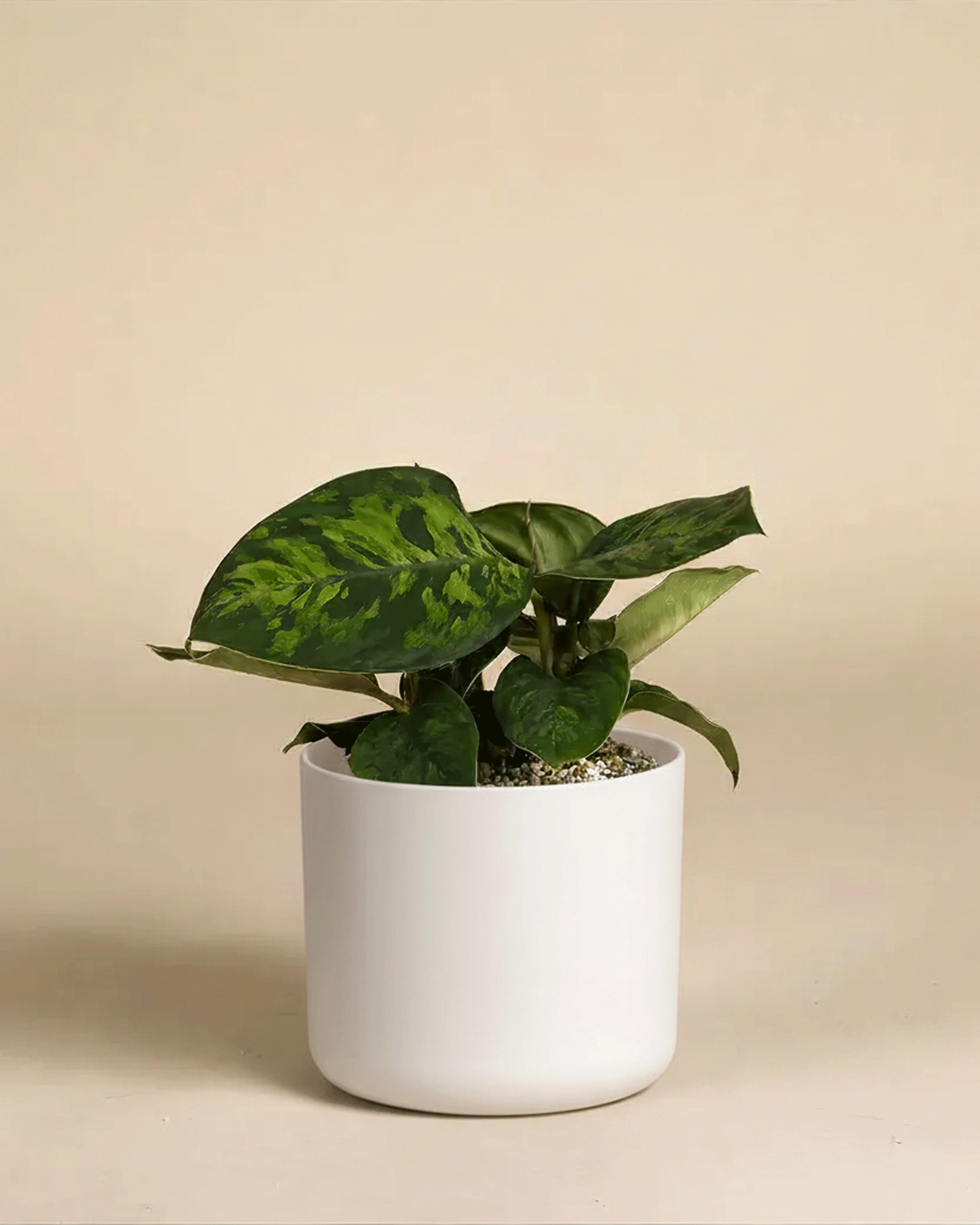 feey-variado-homalomena-camouflage-zimmerpflanze-14cm image 8