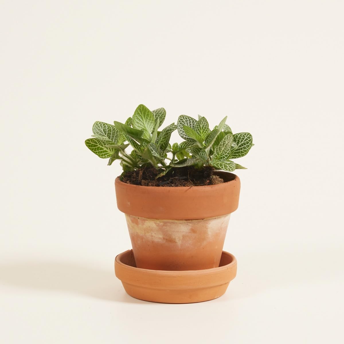 plnts-babyplnts-fittonia-verschaffeltii-10cm-silbernetz image 6