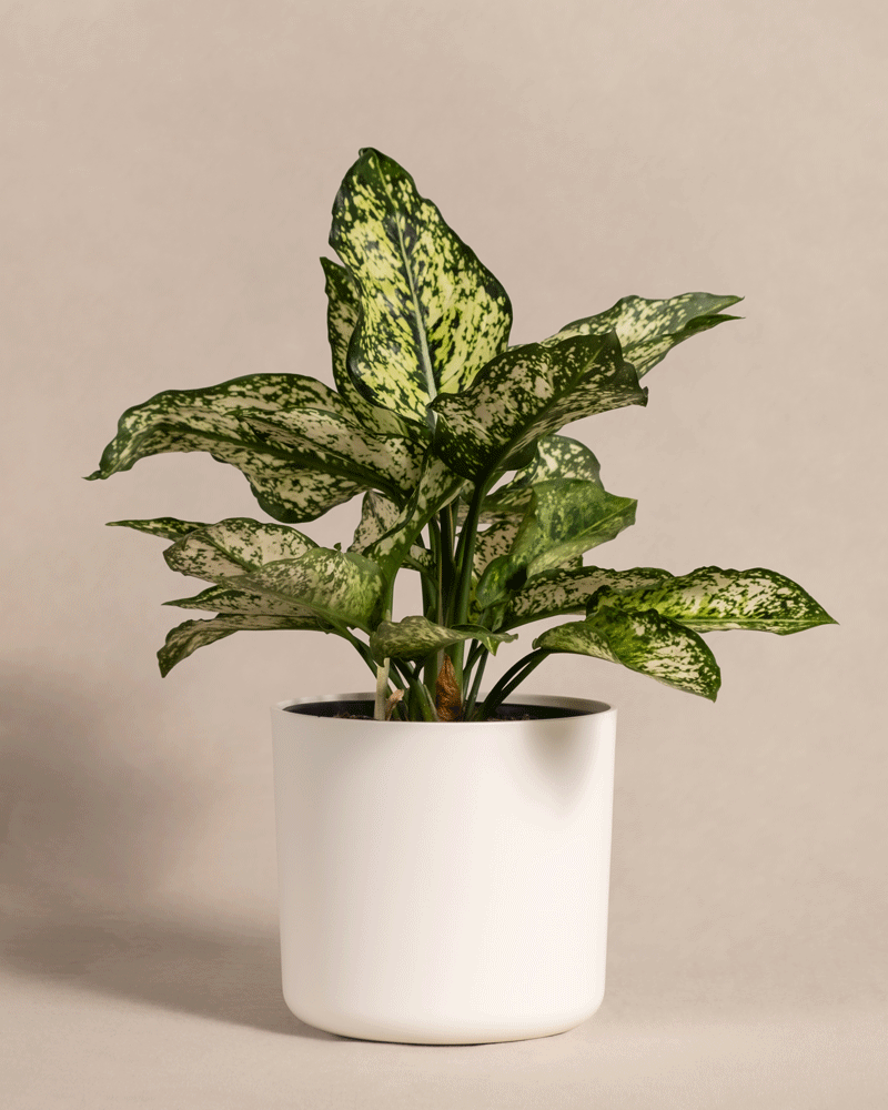 feey-variado-aglaonema-kiwi-zimmerpflanze-ohne-bertopf image 7
