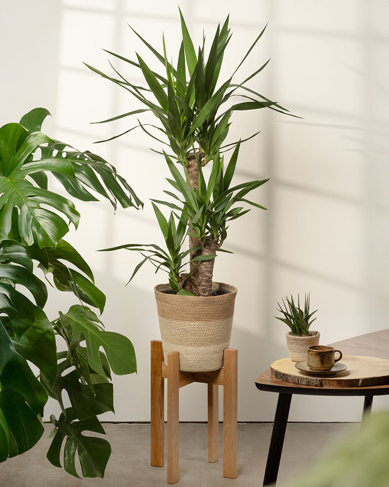 feey-variado-lapis-pflanzenkorb-jute-25-cm-naturbelassen image 4
