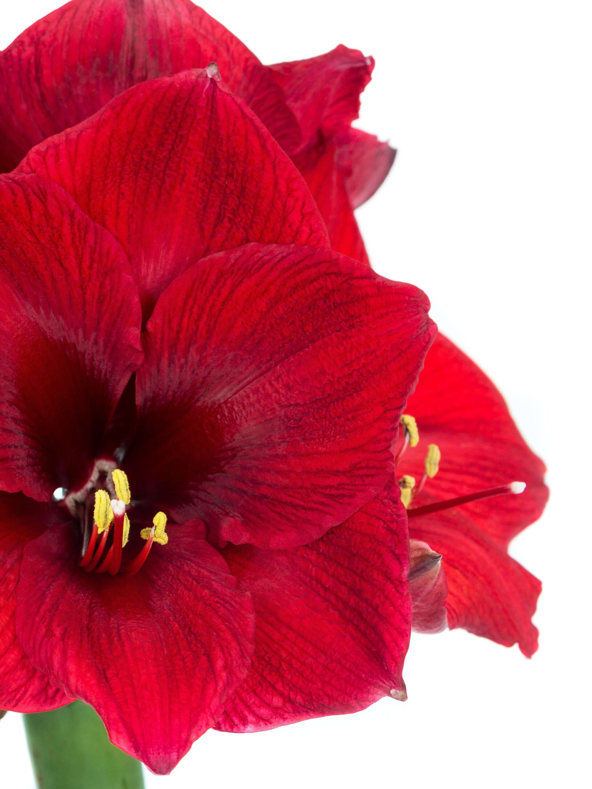 blumigo-rote-amaryllis-motivkarte-blumenkarte image 1