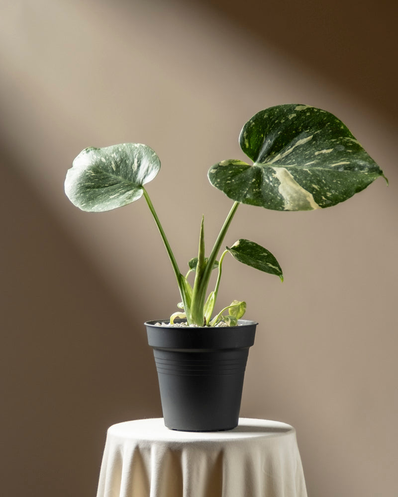 feey-variado-monstera-thai-constellation-zimmerpflanze-klein image 3