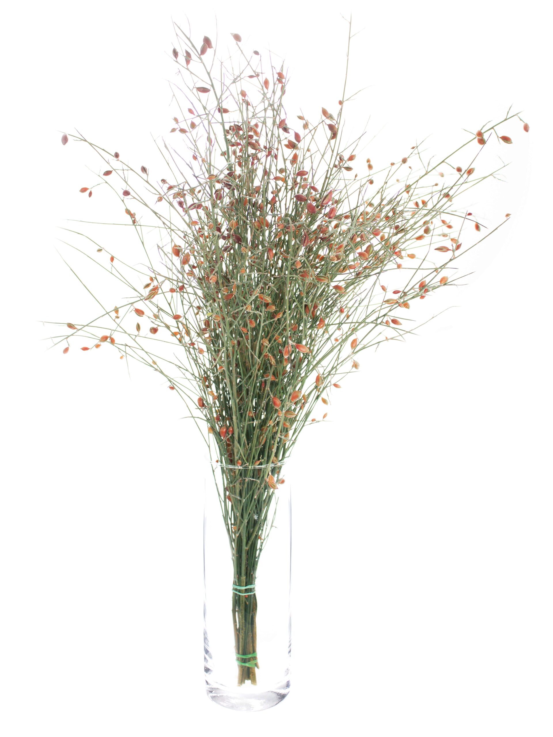 blumigo-zweige-ginsterbeeren-rot-bund-schnittblumen image 2