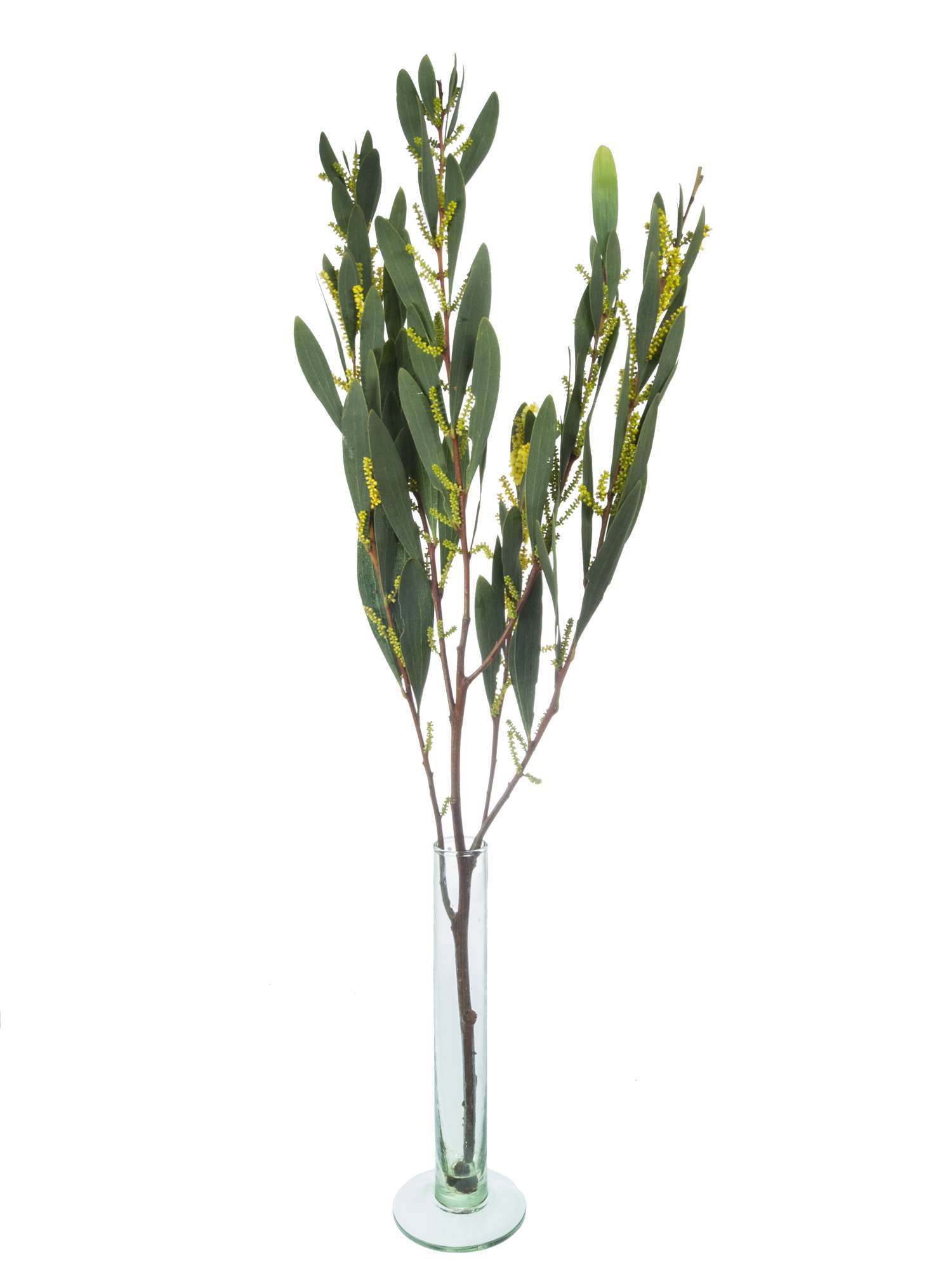 blumigo-exklusives-greenery-silber-akazie-schnittgr-n-falsche-mimose image 3