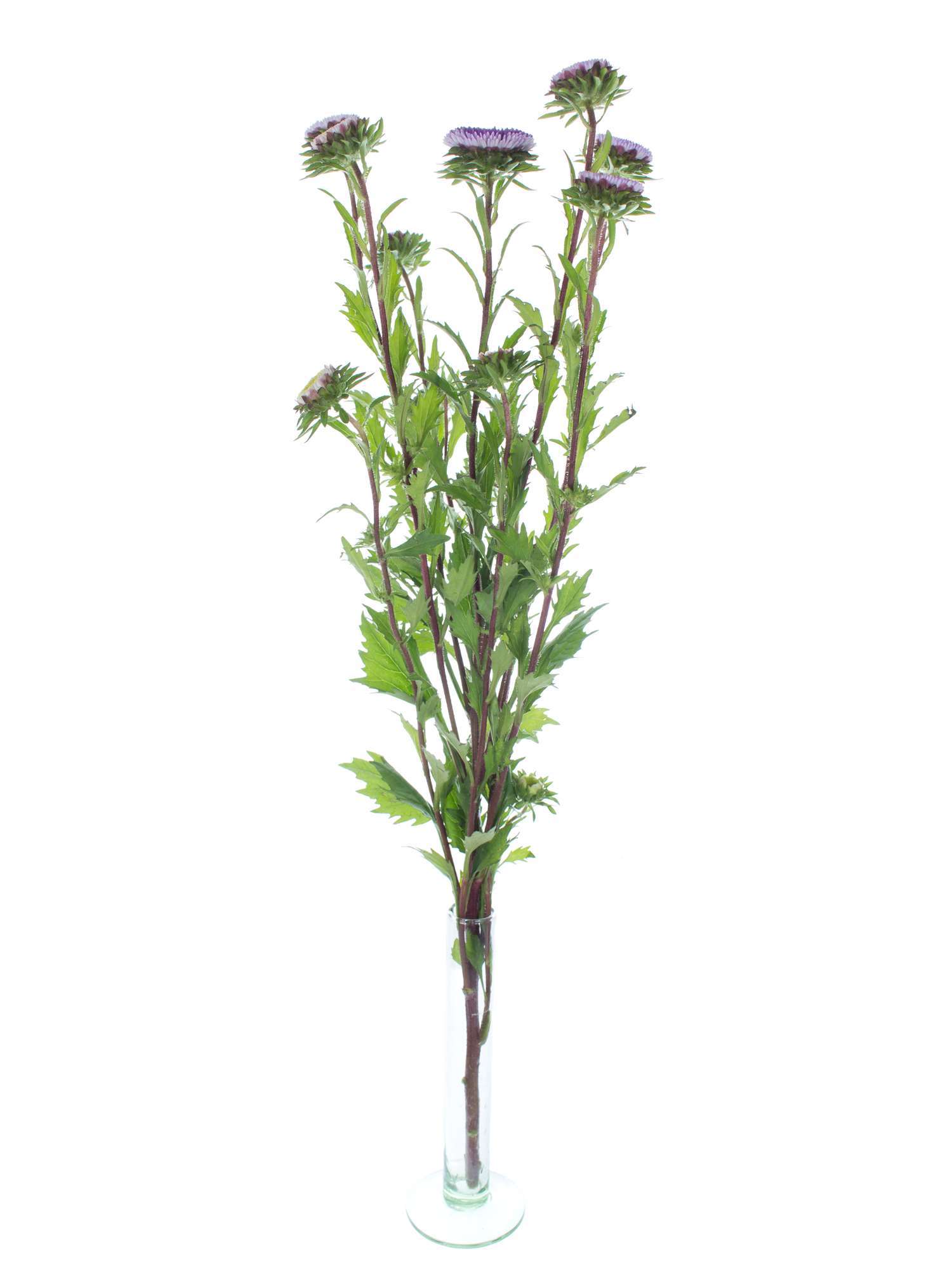 blumigo-herbstdeko-sommerastern-blume-blau-wei-verzweigt image 3