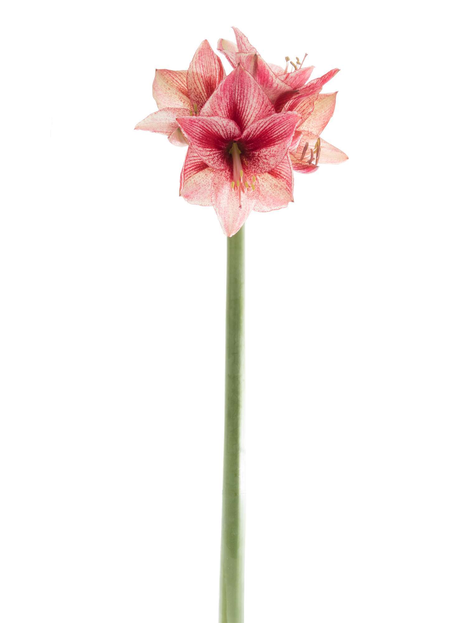 blumigo-amaryllis-revelation-schnittblume-pink-wei image 7