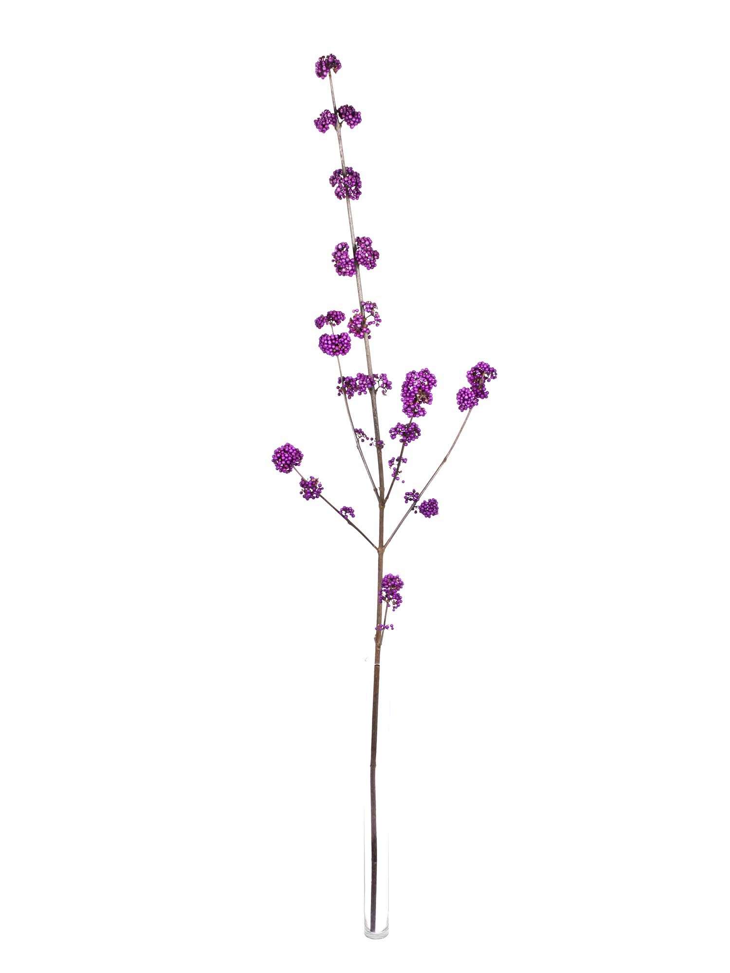 blumigo-zweige-callicarpa-liebesperlen-schnittzweig-violett image 3