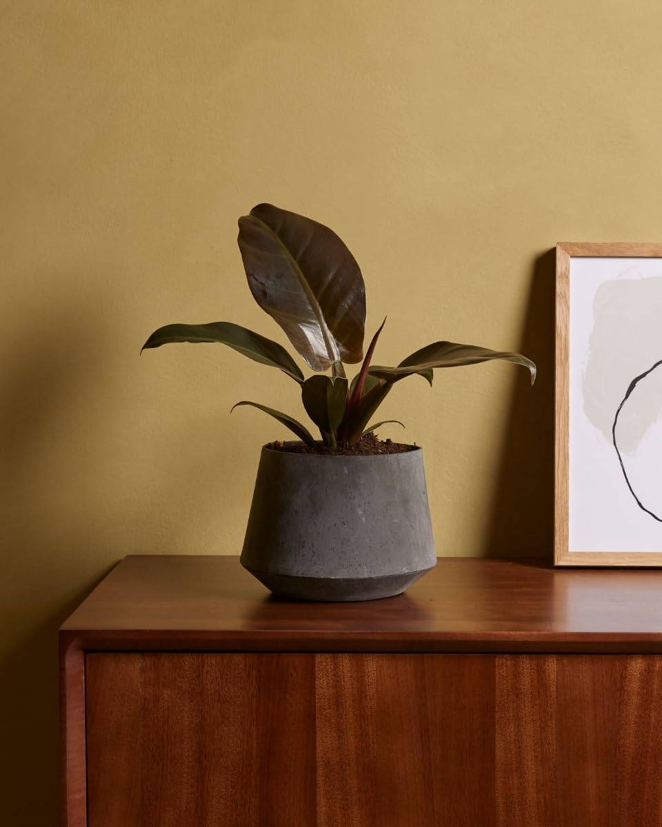plnts-rareplnts-philodendron-imperial-red-zimmerpflanze-30-cm-rot image 7