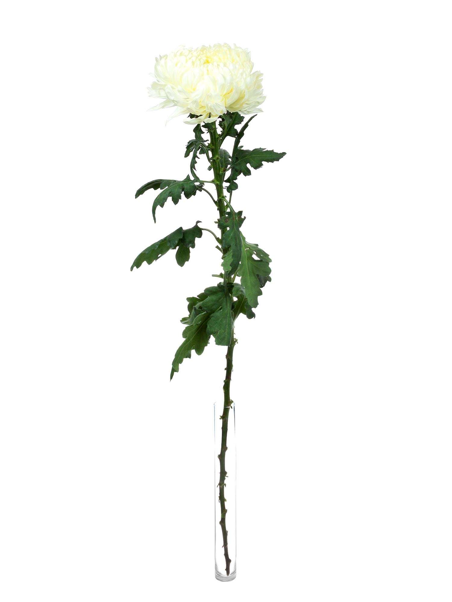 blumigo-chrysanthemen-shoesmith-schnittblume-wei-creme image 3