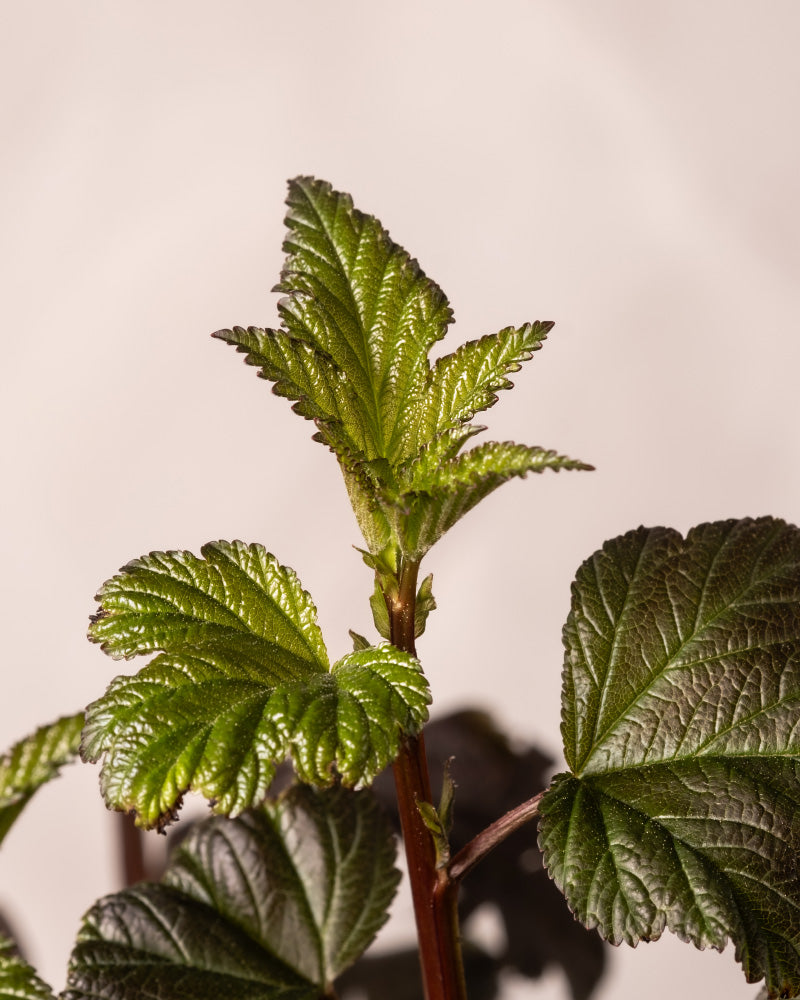feey-amsterdam-physocarpus-opulifolius-strauch-ohne-topf image 7