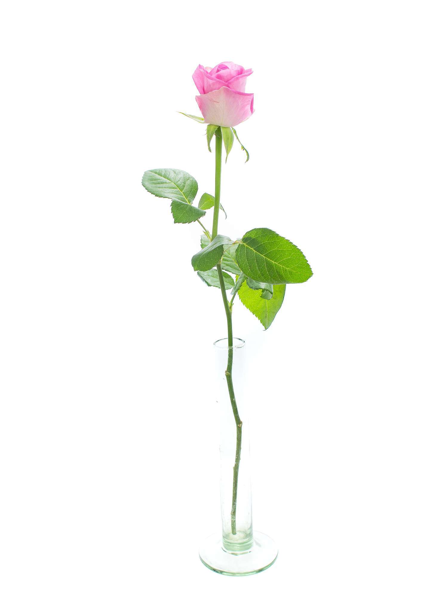 blumigo-rosen-aqua-rosa-frische-schnittblumen image 3