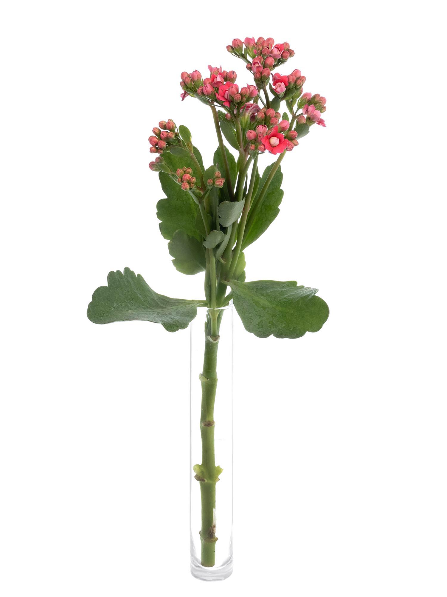blumigo-blattwerk-kalanchoe-pink-meadow-bindegr-n-pink image 3