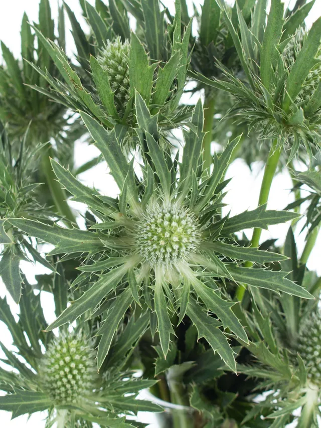 blumigo-disteln-sirius-qstar-schnittblumen-gr-n-silber image 1