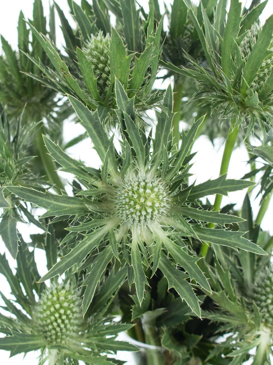 blumigo-disteln-sirius-qstar-schnittblumen-gr-n-silber image 1