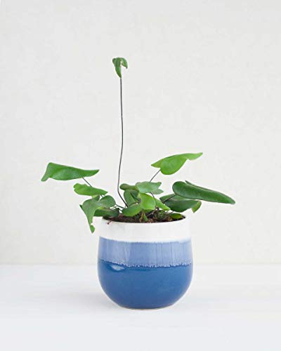 plnts-rareplnts-hemionitis-arifolia-herzfarn-12cm-topf image 8