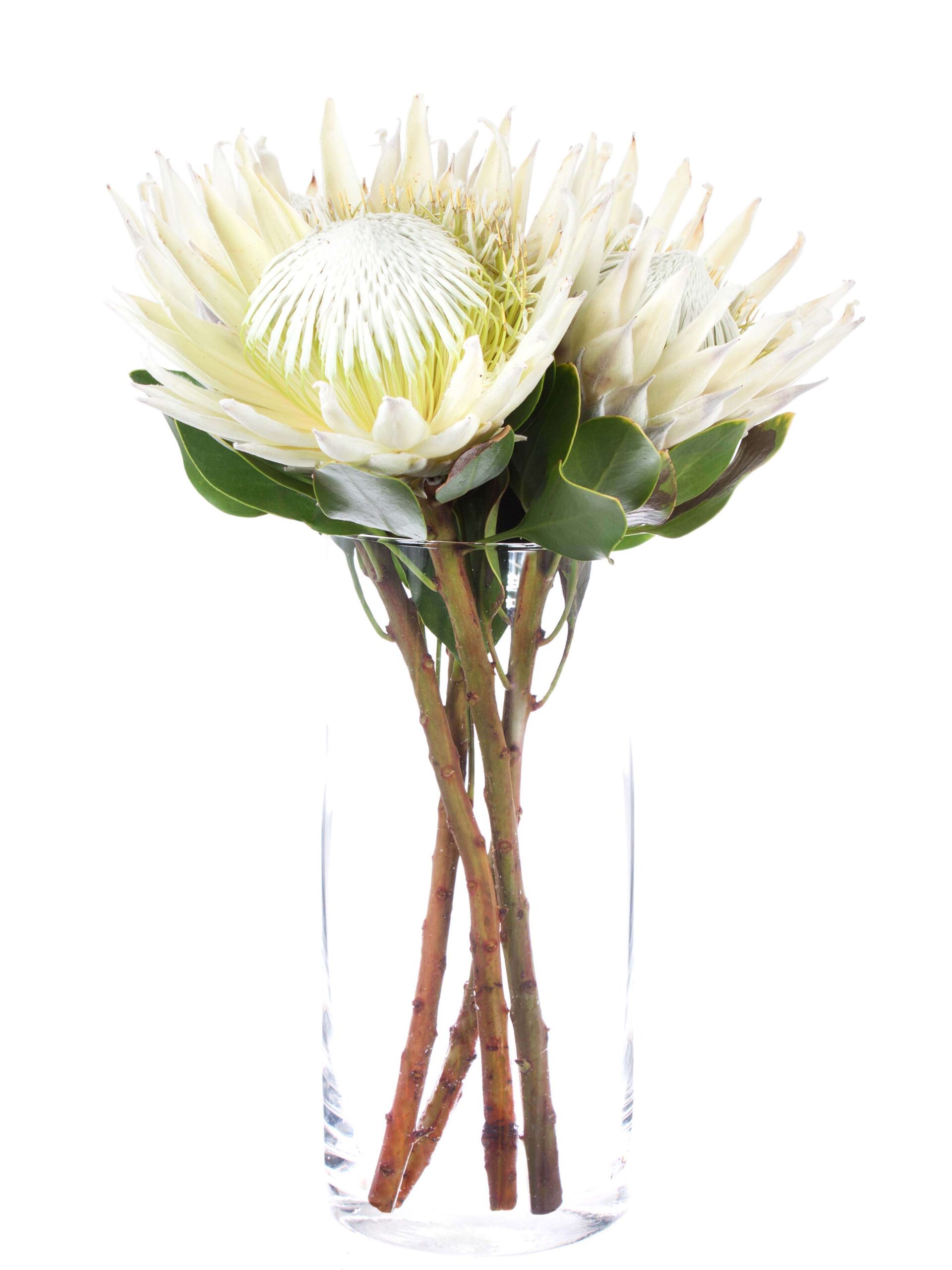 blumigo-protea-cynaroides-arctic-ice-schnittblume-wei image 2