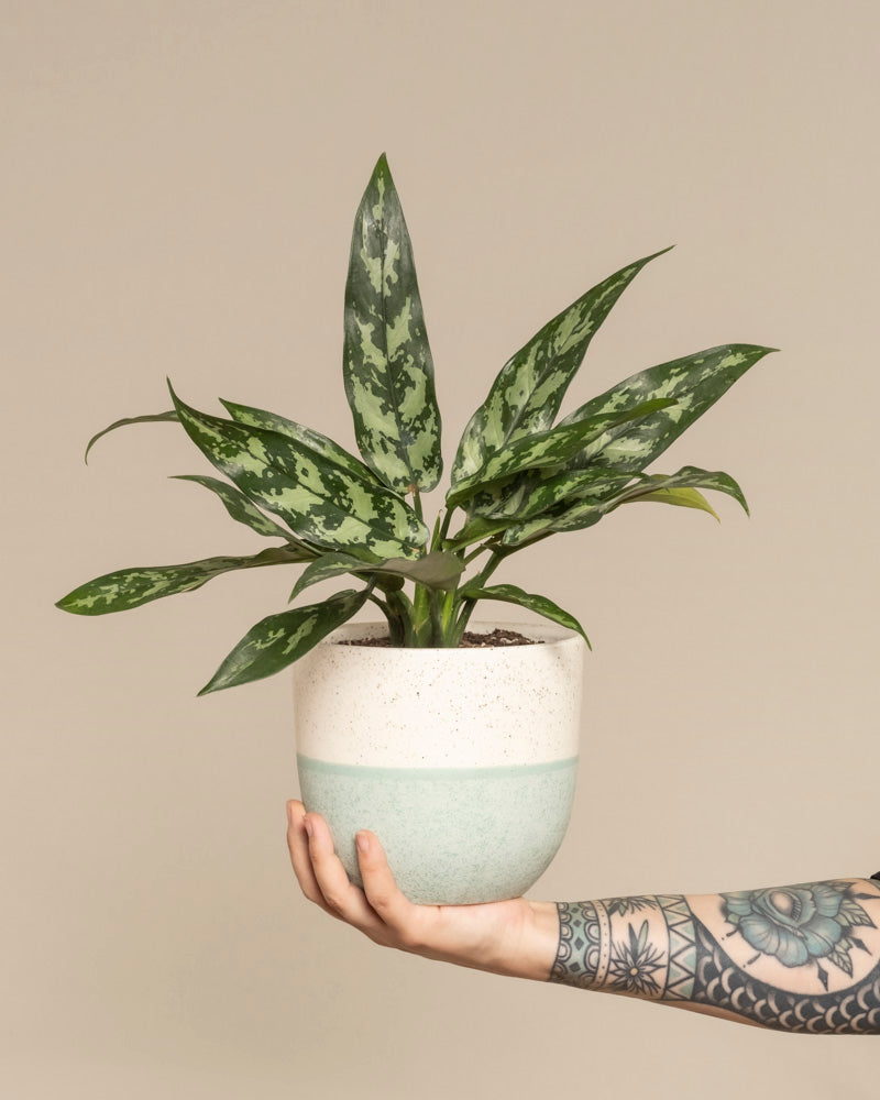 feey-variado-aglaonema-maria-zimmerpflanze-ohne-bertopf image 1