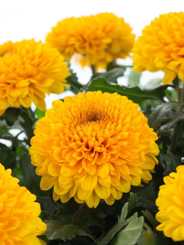 blumigo-chrysanthemen-paladov-orange-schnittblume image 1