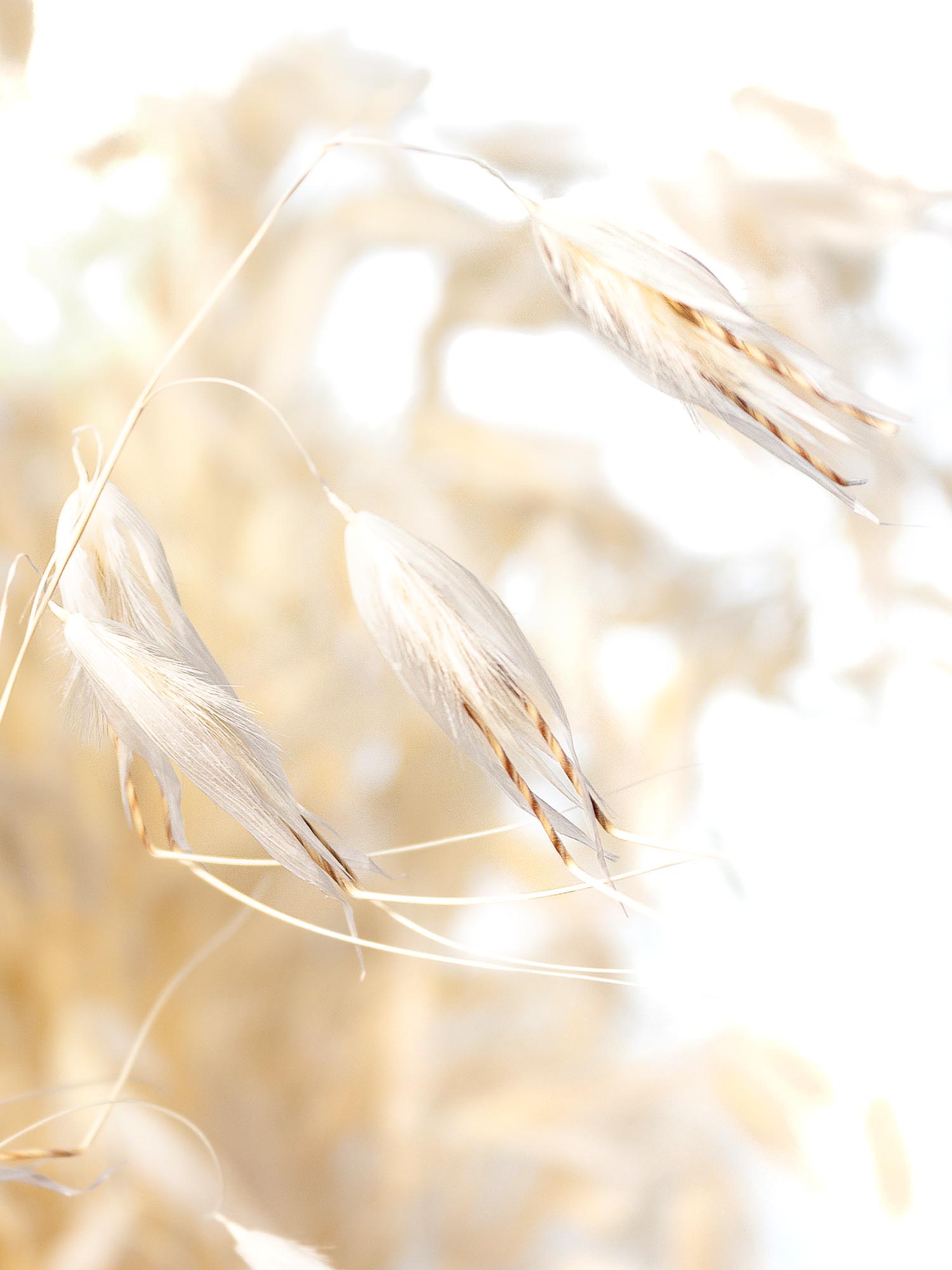 blumigo-trockenblumen-avena-hafer-trockenstrau-wei-creme-bund image 1