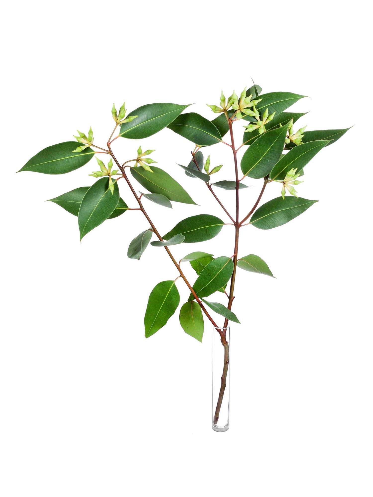 blumigo-eukalyptus-robusta-mit-frucht-bindegr-n-gr-n image 3