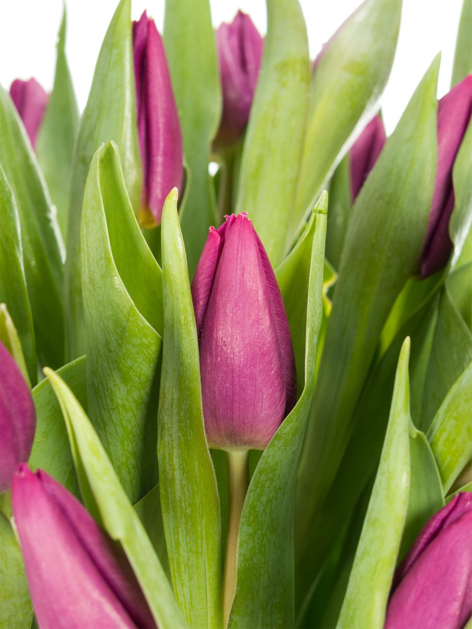 blumigo-tulpen-purple-prince-lila-frische-schnittblumen image 1