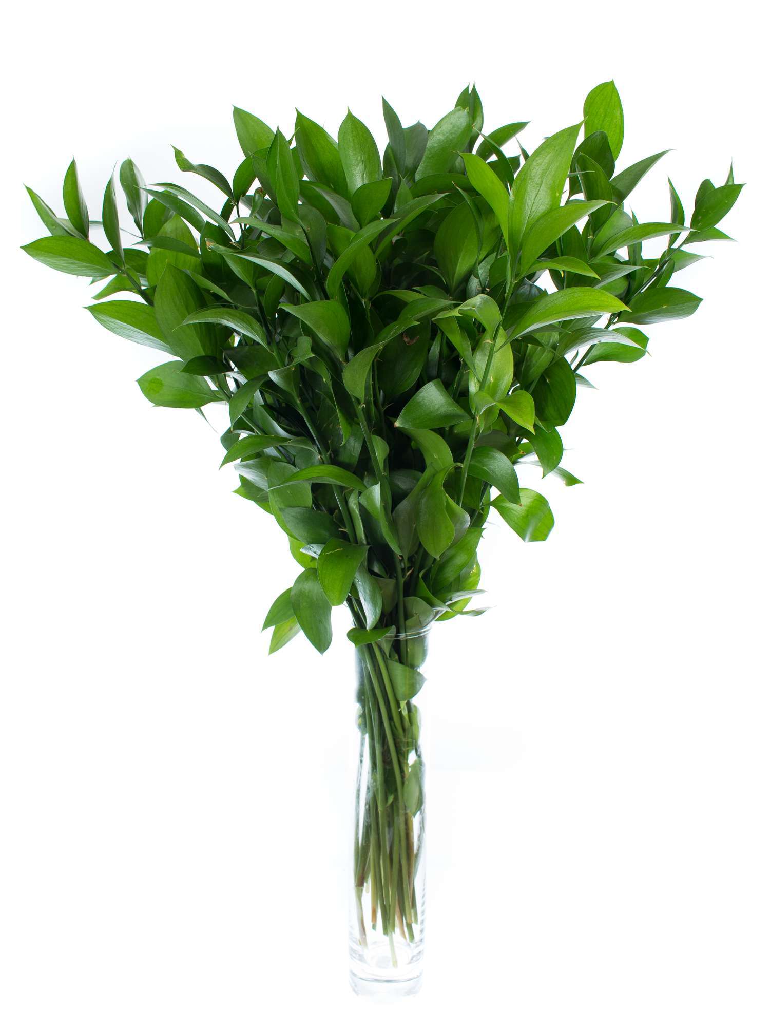 blumigo-blattwerk-ruscus-hypophyllum-bindegr-n-schnittgr-n image 4