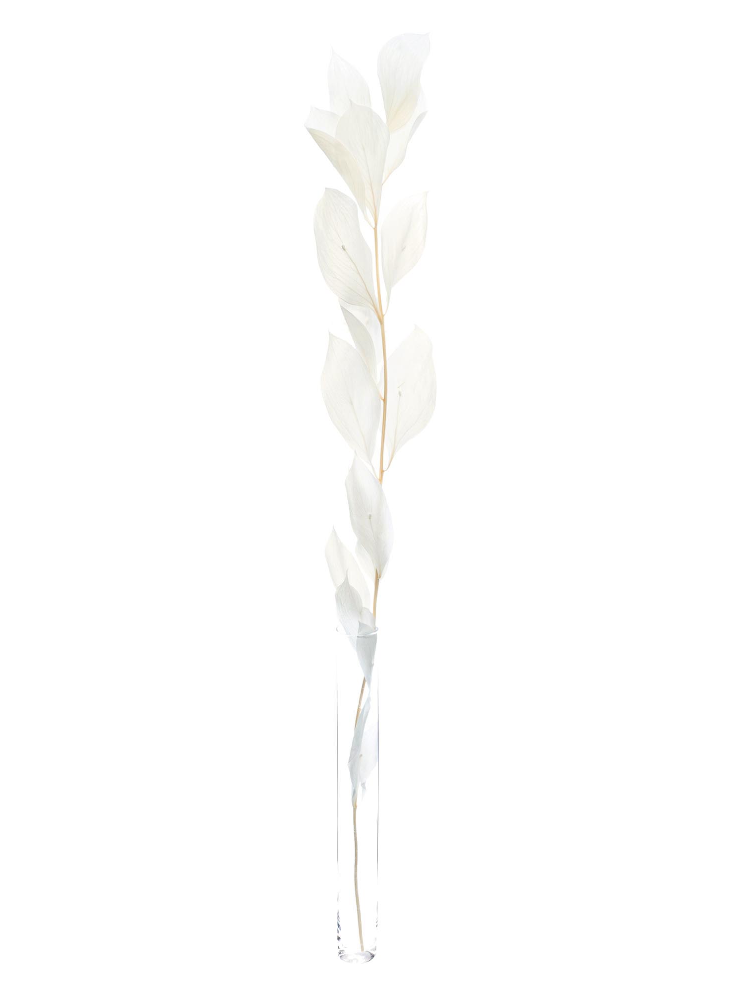 blumigo-trockenblumen-ruscus-hypophyllum-creme-gebleicht image 3